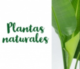 plantas naturales tienda.png